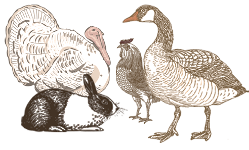 azienda agricola l'oca di sant'albino allevamento oche