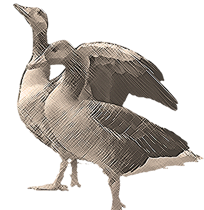 oca di sant'albino allevamento oche lomellina