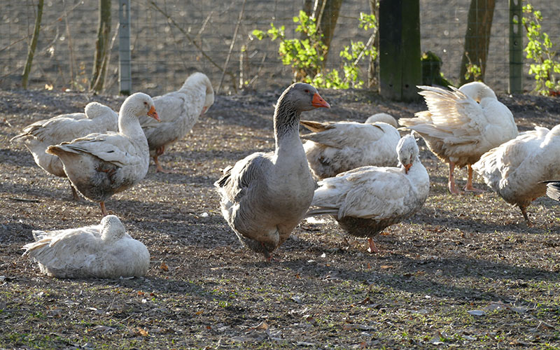 allevamento oche azienda agricola l'oca di sant'albino