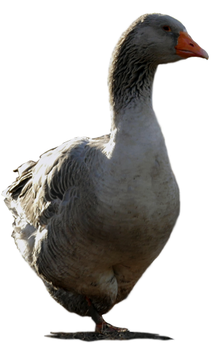 azienda agricola l'oca di sant'albino allevamento oche e produzione