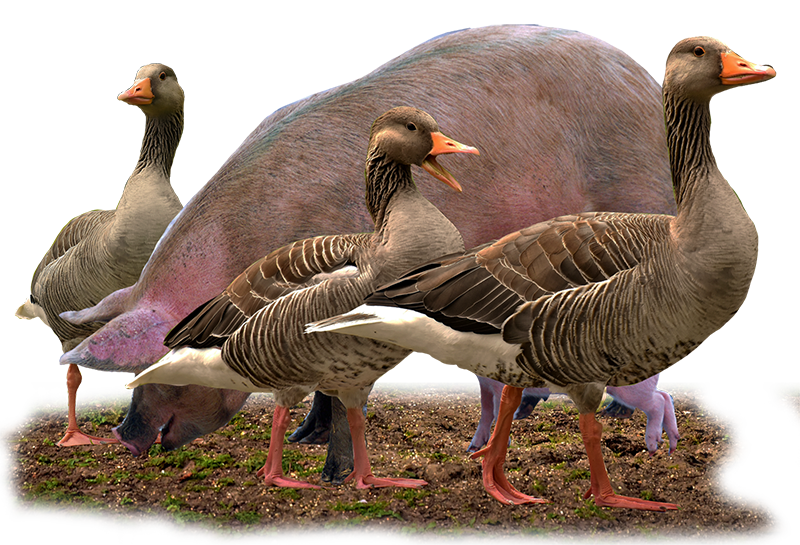 oca di sant'albino macelleria gastronomia oche maiali