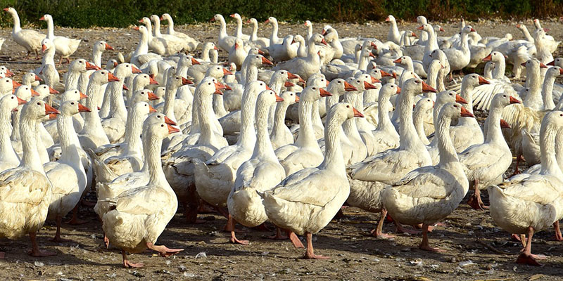 allevamento oche azienda agricola l'oca di sant'albino